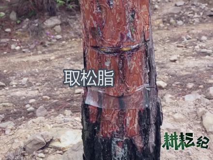 你们见过取#松脂吗?第一次见开眼界了#乡村生活