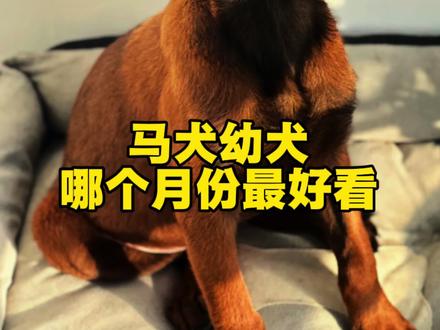 马犬幼犬,哪个月份最好看? #种草激励计划 #马犬幼犬