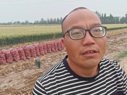 淋雨后的大蒜该如何妥善处置?