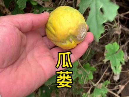 瓜蒌,它的根又名天花粉,籽用来加工成炒瓜蒌籽@仙女湖瓜瓜