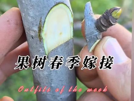 在春季果树嫁接中,采用带木质芽接法的果树有这些 #果树嫁接 #嫁接技术 #嫁接 #内容启发搜索 #创作灵感