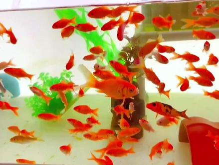 最好养的冷水鱼,菜鸟也能养出一缸惊艳#草金鱼 #观赏鱼 #养鱼日记