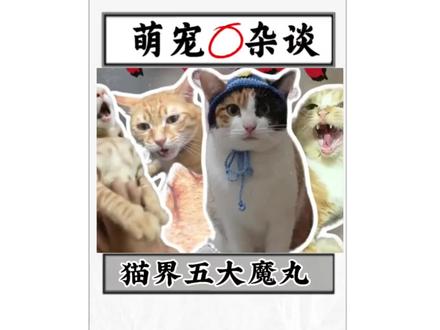 猫界五大魔丸,你说这堆屎山代码究竟是谁研究出来的? #猫咪行为解析 #创作者中心 #创作灵感