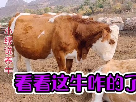 牛出现用头或鼻子顶着其它物体,到底是得了什么病?