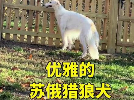 优雅的苏俄猎狼犬 #苏俄猎狼犬