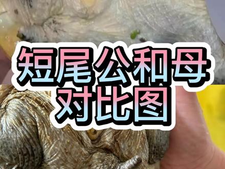 #墨西哥蛋龟 #墨蛋 #蛋龟 #窄桥蛋龟 #热门 ,短尾公和母对比,一目了然
