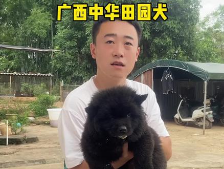 为了抢饭两只狗狗还打起来了!#喜欢中华田园犬请关注 #五红犬 #五黑犬