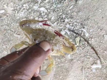 认识螃蟹、八爪鱼 #螃蟹 #赶海生活