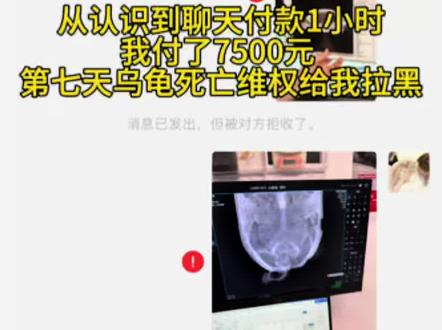 因为贪便宜买了河南商丘武姓卖家的病龟 #养龟人 #头盔蛋龟 #维权 寻找同样问题的的龟友