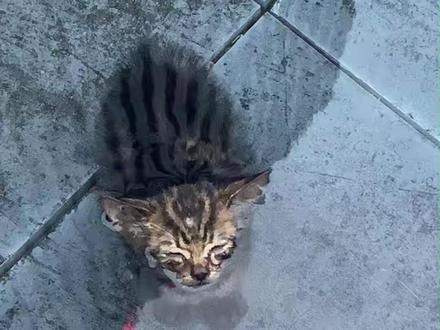 这猫还有救吗 #宠物 #可爱猫咪 #救助动物 #猫咪