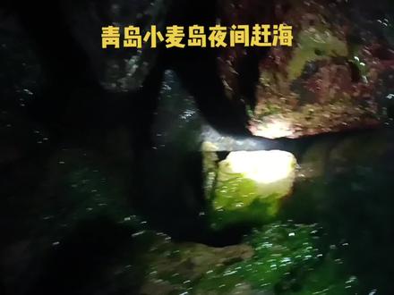 第一次夜间赶海,收获让人意外!青岛小麦岛赶海地方,青岛旅游去哪玩#户外赶海抓海鲜 #大海的馈赠 #青岛赶海 #赶海 #赶海赶海赶海啦