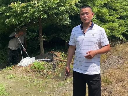 现在移栽金丝楠不仅长根快,而且发芽也快。房前屋后都可以种植#金丝楠 #金丝楠木 #金丝楠木树苗