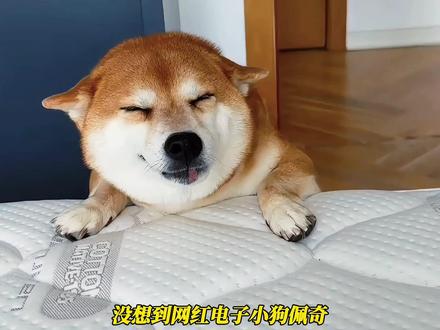 网红宠物柴犬佩奇去世!主人崩溃曝光真相,Papi妈含金量上升 #热点 #网红 #萌宠