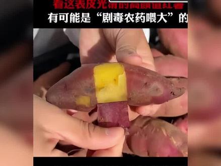云南某地种植红薯使用国家禁止的剧毒农药甲拌磷,你有吃到过这里的红薯吗?#社会新闻 #农药蔬菜#云南红薯