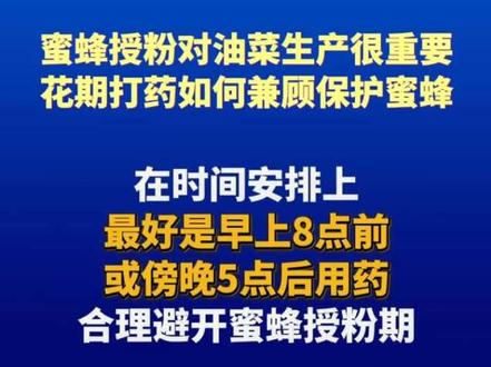 蜜蜂授粉对油菜生产很重要,花期打药如何兼顾保护蜜蜂?