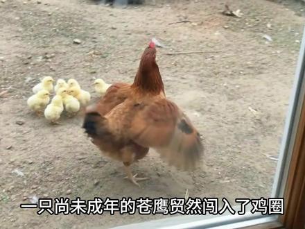 苍鹰仗着是顶级掠食者嚣张挑衅,最后被母鸡锤到瘫软 #苍鹰 #母鸡 #神奇动物在抖音