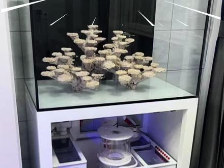 花2600捡漏施特驰底滤+化盐桶+补水桶,
以为捡到宝,结果观赏面全是划痕!
今天教你:
花小钱,自己换金晶五线超白玻璃,
老缸直接变新缸!
全程干货,建议收藏!
#鱼缸 #海缸 #二手鱼缸