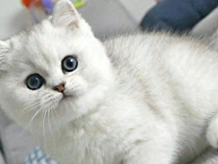 银渐层眼睛的变化过程,如何通过眼睛颜色判定优劣。#家有萌宠 #银渐层 #家有萌猫一只