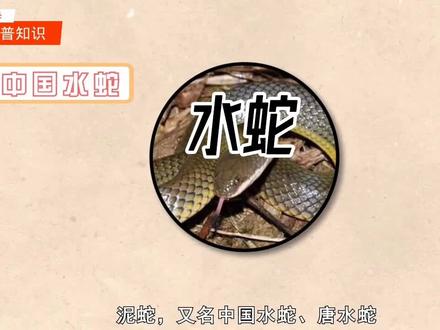#科普#泥蛇 :游蛇科、水蛇属蛇类