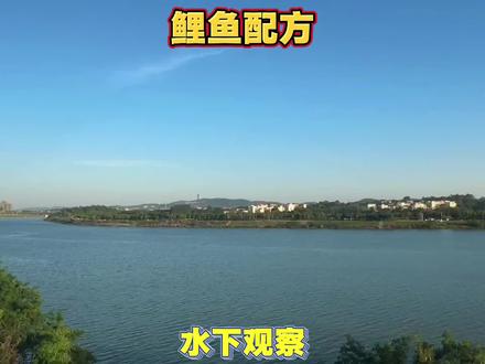 终于找到这款专攻鲤鱼的饵料搭配,便宜好用简单的配方没想到能有这种效果!#鲤鱼配方 #鲤鱼饵料
