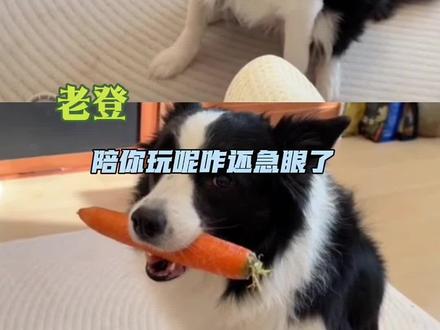 那怎么玩玩就急眼呢?!#万万没想到 #边牧是边牧狗是狗 #萌宠出道计划