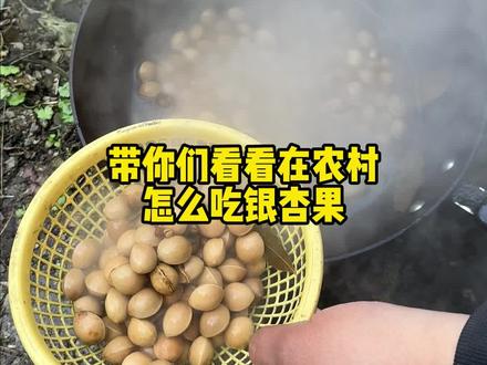 煮银杏果 带你看看农村怎么吃银杏果(白果),真的又香又臭#我的乡村生活#农村美食