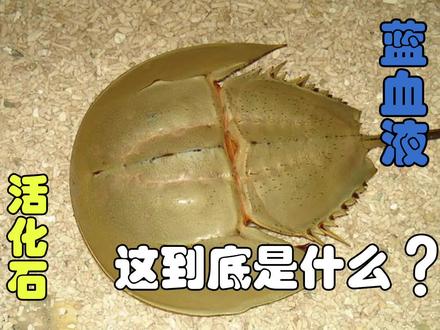 活了4亿年,拥有蓝色血液,当代“活化石”#鲎鱼 #生物实验室 #知识科普 #知识分享 #科普 #神奇大自然纪录片 #奇闻奇事 #奇趣自然