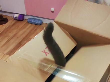 今天用纸箱做个猫窝,猫喜欢的不得了#猫 #diy猫窝 #萌宠 #记录猫咪日常