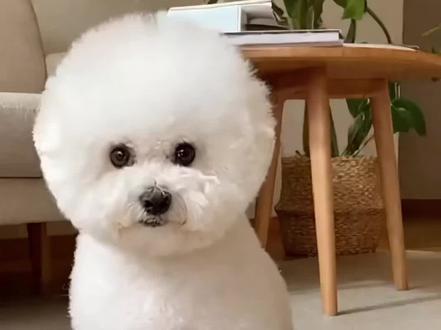 豆包监控小狗偷吃
#宠物喂食器 #宠物漏食器 #萌宠 #狗狗 #可爱小狗