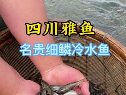 四川雅安三绝之一的雅鱼,是一种名贵的细鳞冷水鱼,肉质鲜美细嫩,口感爽滑,久吃不腻,市价60-80左右一斤#雅鱼 #三农 #农村生活 #水产养殖 #鱼苗