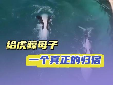 #虎鲸 让生命回归生命本该拥有的自由与尊严 #动物 #海洋