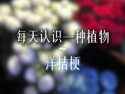洋桔梗:永恒不变的爱 是我喜欢你的诚意#洋桔梗 #鲜花 #花语