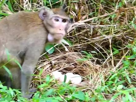 猴子大胆偷吃鹰蛋,不怕被角雕抓现行吗?吃老鹰的要加倍还! #角雕 #偷蛋 #神奇动物在这里 #野生动物零距离