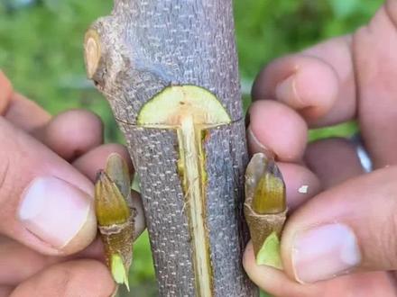 一种成活率达99%的双芽嫁接法,适合新手操作 #果树嫁接 #嫁接技术 #嫁接教程 #内容启发搜索 #创作灵感