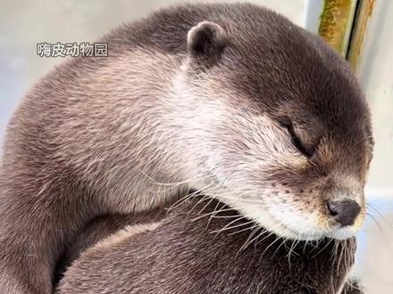 当水獭感到无聊时,它就会拿石头来消磨时光 #动物 #水獭