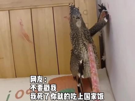 这是国家二级保护动物,黑冠麻鹭。“牢底坐穿兽”,三年起步,目前森林公安局已抓走治疗。