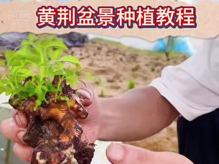 黄荆种植方法