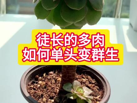 徒长的多肉不好看不用愁,教你简单一招,单头直接变群生,砍头爆侧芽新手一看都能学会#多肉养护 #多肉植物 #多肉徒长 #多肉砍头 #法师繁殖