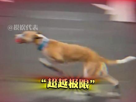 那天,人们只看到了一道黄色的闪电 #灵缇犬 #狗狗 #娱乐评论大赏