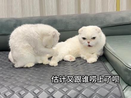 竟敢当面蛐蛐我!😠#邪恶摇粒绒