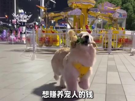 终于有人懂我的养宠心事了#鲜朗 #鲜朗狗粮 #鲜朗央视网鉴证放心宠粮 #看鉴放心宠粮