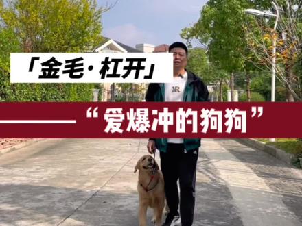 它的名字是啥意思?#狗狗爆冲 #宠沃兹 #做一个有温度的训犬师 #金毛
