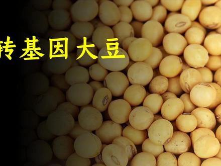 转基因大豆安全吗?对人体有害吗?会不会致癌?