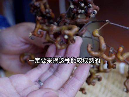 泡拐枣酒,鸡爪梨万寿果泡酒,泡出香甜好喝的拐枣酒。#泡酒 #酒知识 #拐枣