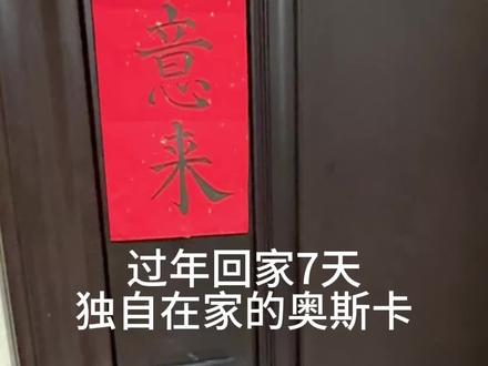 过年7天,奥斯卡留守杭州…#过年留守猫 #留守猫