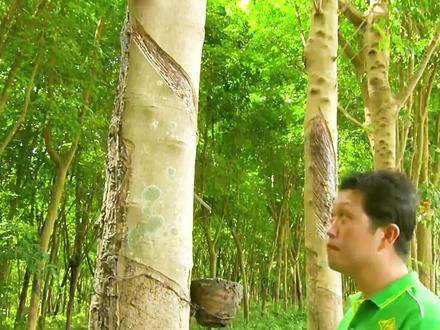 橡胶是如何制作出来的,每一棵橡胶树都要经历无数次割胶#制作过程 #涨知识 #橡胶