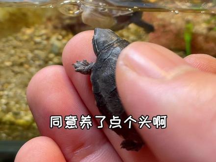 小盒小盒…落地成盒#养鱼日记