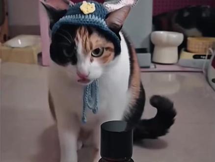 #萌宠认物挑战 大笨猫明显在蒙题。
#萝卜纸巾猫 #纸巾猫 #超级无敌大开门