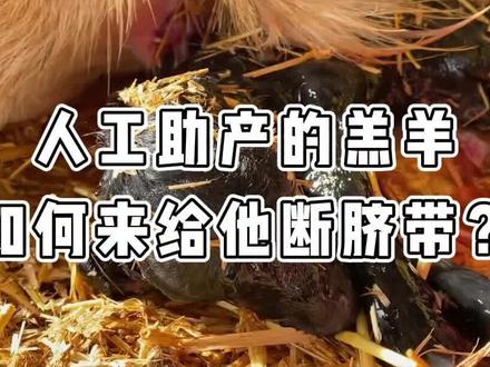 人工助产的羔羊,如何来给他断脐带?#养羊 #养羊人 #自繁自养 #养羊技术 #养羊创业 #新农人计划