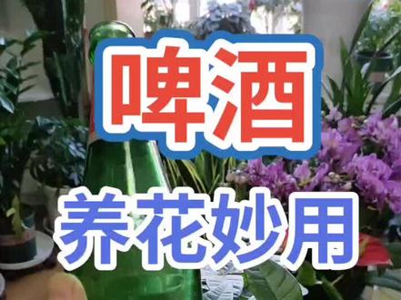 啤酒按照1比10的比例稀释后喷洒叶面,可以补充多种营养元素,#花卉绿植 @DOU+小助手